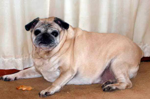 Ожирение у собаки
