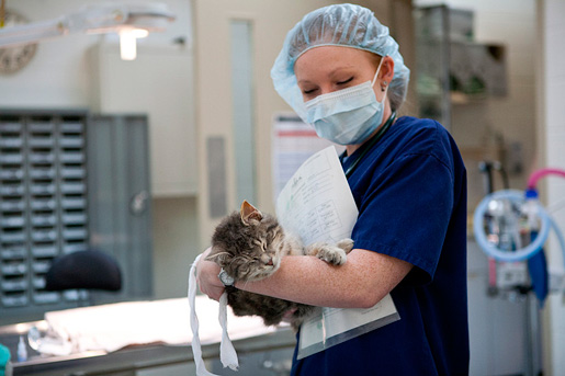 Стоимость стерилизации кошки