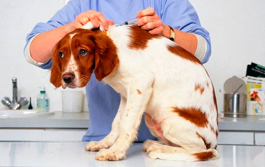 Вакцинация собаки цена