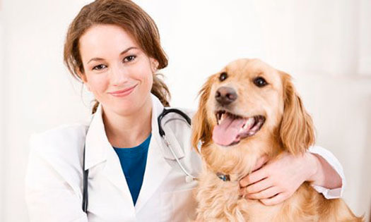 вызов ветеринарного врача на дом