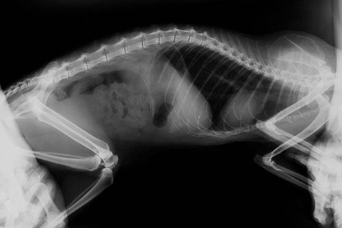 рентген для собак Москва